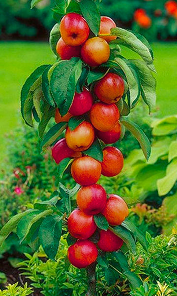 Søjle æbletræ "Idared"