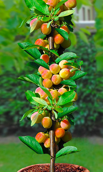 Søjle abrikostræ "Roxana"