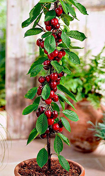 Søjlekirsebærtræ "Burlat"