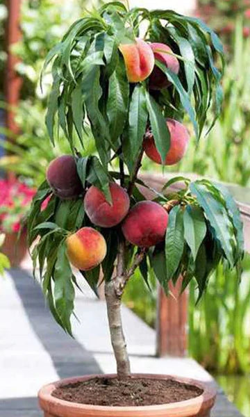 Pelarpersikoträd ‘Persica’