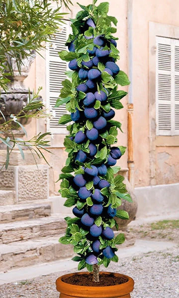 Blommetræ 'Stanley'